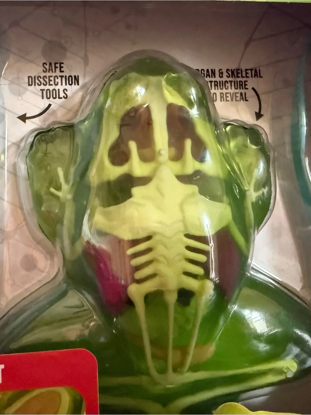 Stem Frog Lab Synthetic Dissection Kit - Green Frog Lab